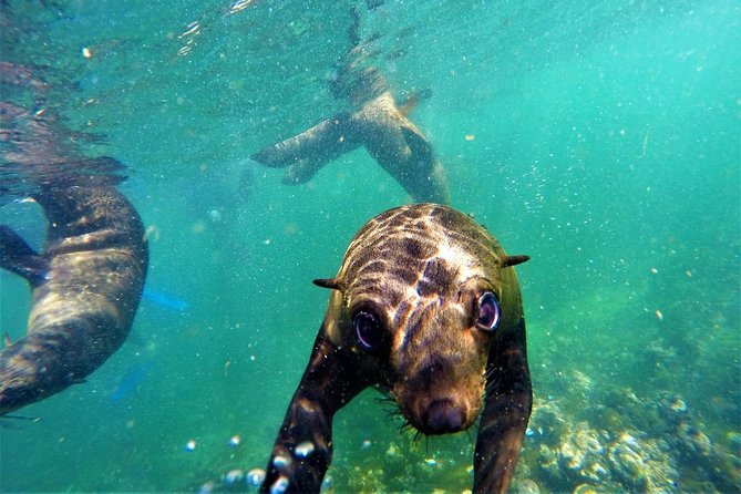 1.5-Hour Seal Viewing Boat Tour in Plettenberg Bay - Why Plettenberg Bay delivers seals, not just scenery