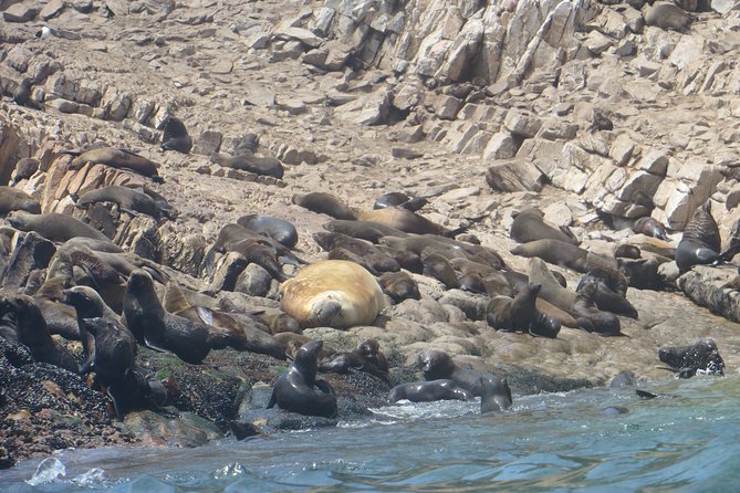 1.5-Hour Seal Viewing Boat Tour in Plettenberg Bay - The guide and ecosystem talk you’ll actually use