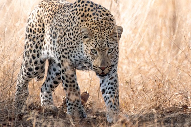 1 Day Photographic Wildlife Safari from Hazyview to Kruger Park - Sunrise to sunset timing, and why 5:00 am is worth it