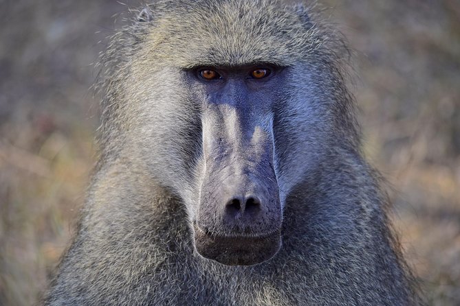 1 Day Photographic Wildlife Safari from Hazyview to Kruger Park - Entering Kruger: gate choice and route planning