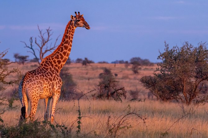 1 Day Photographic Wildlife Safari from Hazyview to Kruger Park - What your day looks like in motion