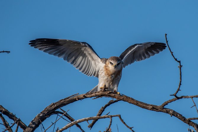 1 Day Photographic Wildlife Safari from Hazyview to Kruger Park - The value of a private group and per-vehicle pricing