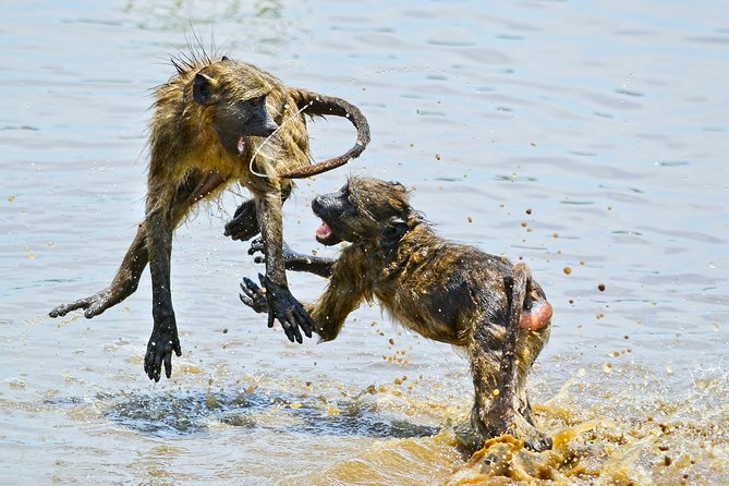 1 Day Photographic Wildlife Safari from Hazyview to Kruger Park - Fees and what you must pay at Kruger entry