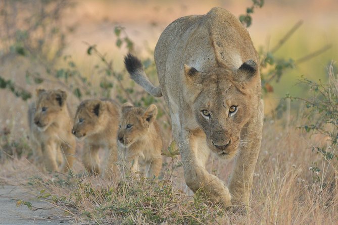 1 Day Photographic Wildlife Safari from Hazyview to Kruger Park - How the gimbals and beanbags change your shooting day