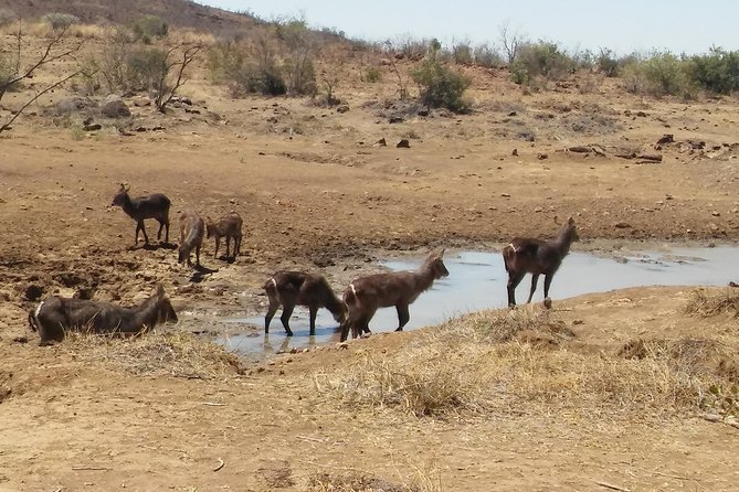 1 Day Safari from Johannesburg - Wildlife Game Drive Tips That Make the Hours Count