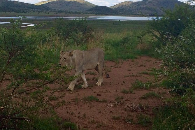 1 Day Safari from Johannesburg - Lunch Included: A Real Reset Without Killing Your Safari Time