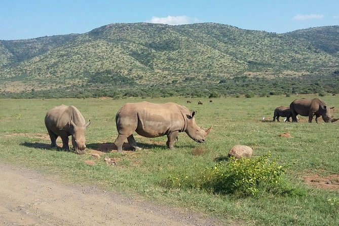 1 Day Safari from Johannesburg - Price and What You Are Actually Getting for $275.25