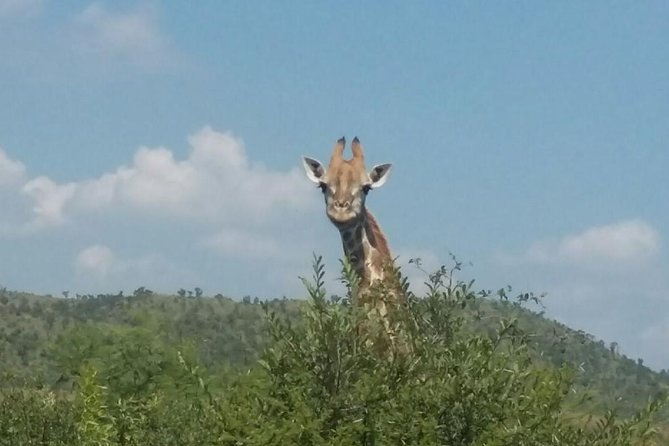 1 Day Safari from Johannesburg - How the Group Size and Timing Affect Your Safari Experience