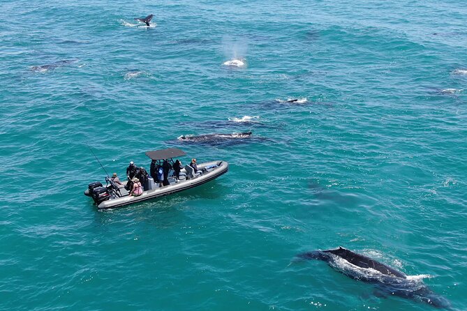1 Day Whale Watching at Yzerfontein - Key points before you go