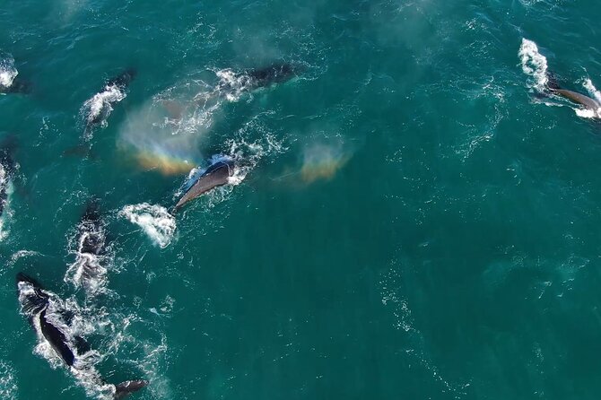 1 Day Whale Watching at Yzerfontein - Yzerfontein’s 6:30am start, and why it matters