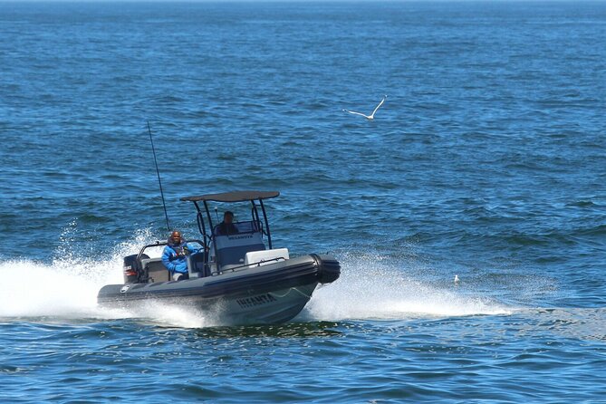 1 Day Whale Watching at Yzerfontein - What you’re really hunting for: humpbacks and the southwest Cape season