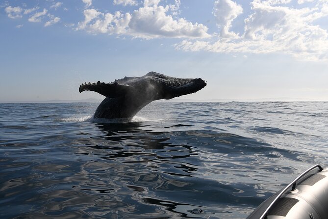 1 Day Whale Watching at Yzerfontein - On-water searching: how the crew keeps it close and respectful