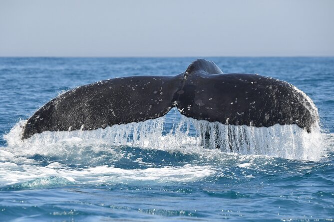1 Day Whale Watching at Yzerfontein - Lunch and the debrief: getting meaning from what you saw