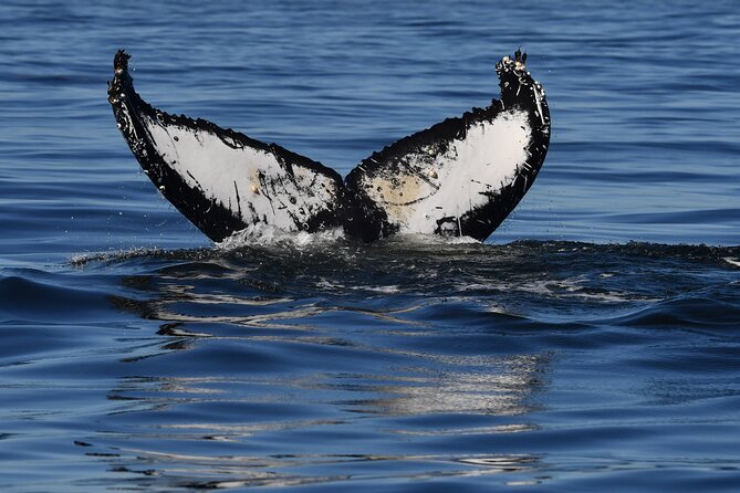 1 Day Whale Watching at Yzerfontein - Price and value: what $331.87 buys you in the real world