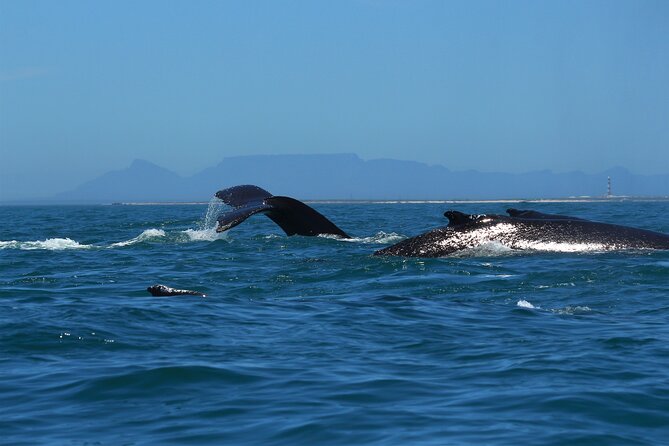 1 Day Whale Watching at Yzerfontein - What to bring, and how to set yourself up for a smooth day