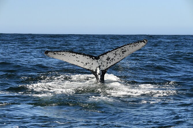 1 Day Whale Watching at Yzerfontein - Who this trip fits best (and who should reconsider)