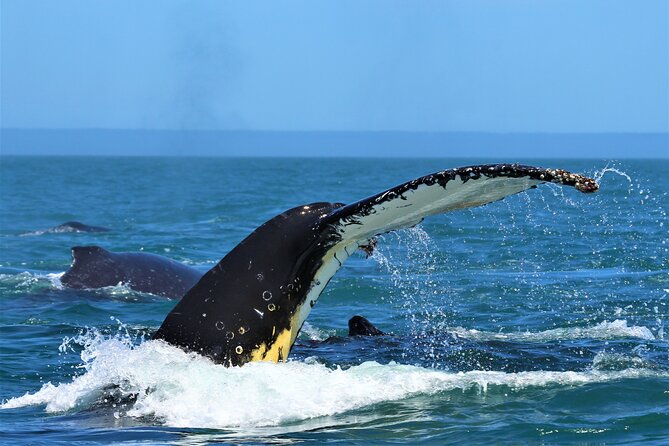 1 Day Whale Watching at Yzerfontein - The Meganova RIB: safety, comfort, and a boat that can move