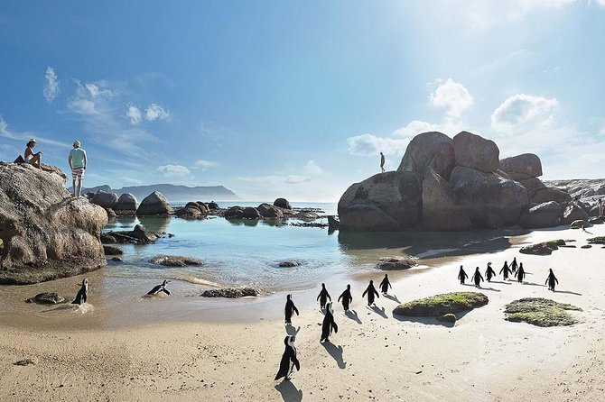 10 Day Cape & Garden Route Tour Combo with add-on accommodation - Cape Town Day 2: Hout Bay seals, Chapman’s Peak, Cape Point, then penguins at Boulders Beach