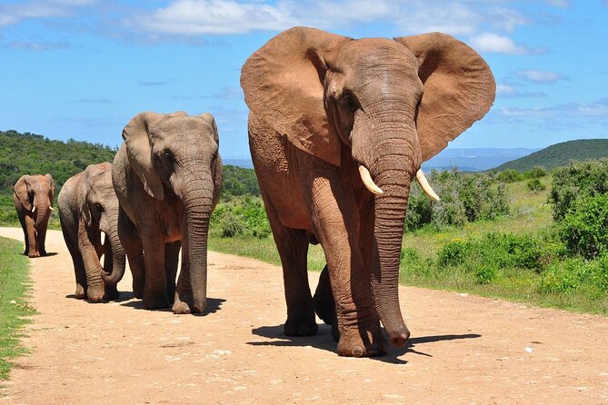 10-Day Private Tour Johannesburg to Cape Town - Port Alfred, Port Elizabeth, Jeffreys Bay: the Garden Route starts to feel like fun