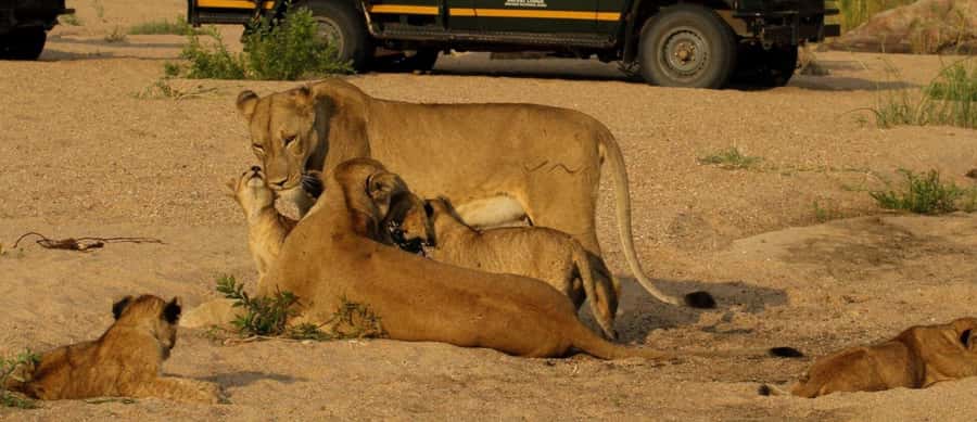 10 Day South Africa Tour Joburg to Cape Town - Garden Route: Addo Elephants, Robberg Trails, and Coastal Variety