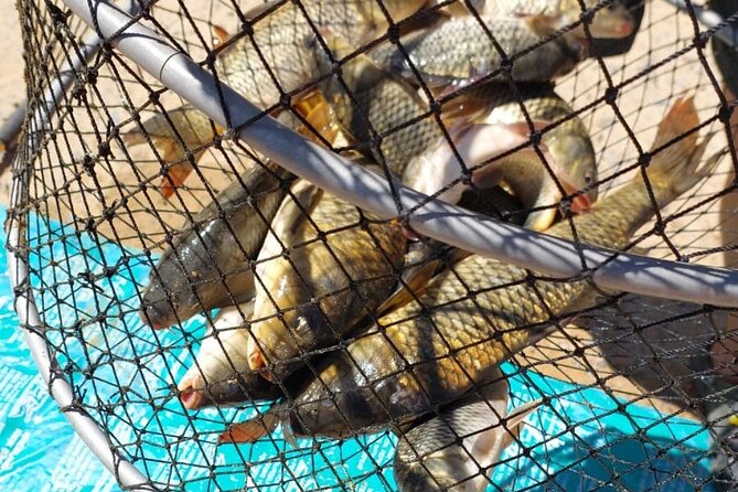 100 % Catch Rate Cape Town Wild Tours - How the 6 hours usually feel, and why that timing works