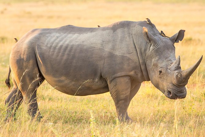 13 Day Safari - Cape Town to Johannesburg - Drakensberg hiking day and Durban city tour