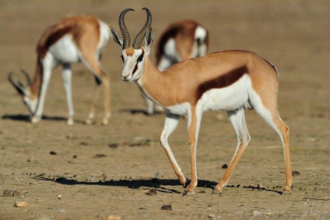 13 Day Safari - Cape Town to Johannesburg - Finishing in Johannesburg via Mpumalanga villages