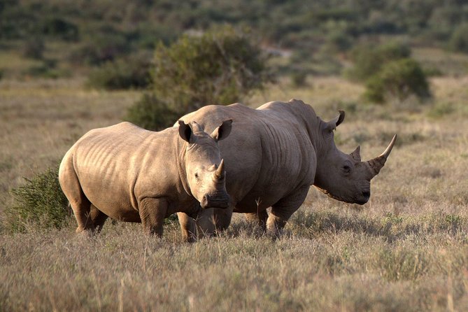 13 Day Safari - Cape Town to Johannesburg - Addo Elephant game drive and the route toward East London