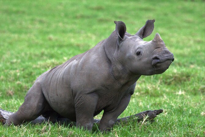 15-Day All Inclusive Sibuya Wilderness Guided Tour - Daily Sibuya Game Reserve work: elephant, rhino, birding, and habitat management