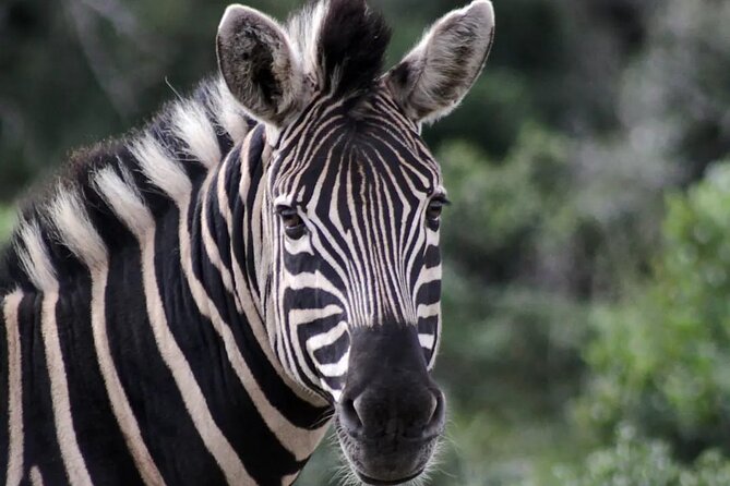 15-Day All Inclusive Sibuya Wilderness Guided Tour - Greater Addo and the Alexandria Dune Fields: two serious hike days