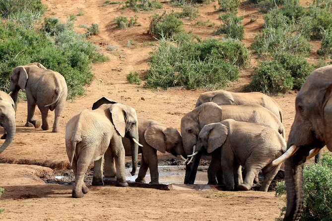 2 Day Addo Elephant Park Safari - Value and what your money covers at $467.25