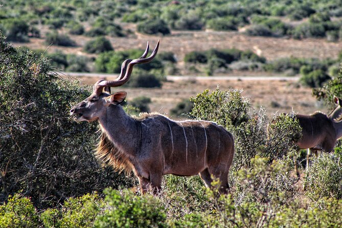 2 Day Addo Elephant Park Safari - Day 2: Sundays River Mouth cruise and Alexandria Dune Field views