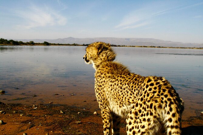 2 Day Inverdoorn Luxury Safari - Key highlights at a glance