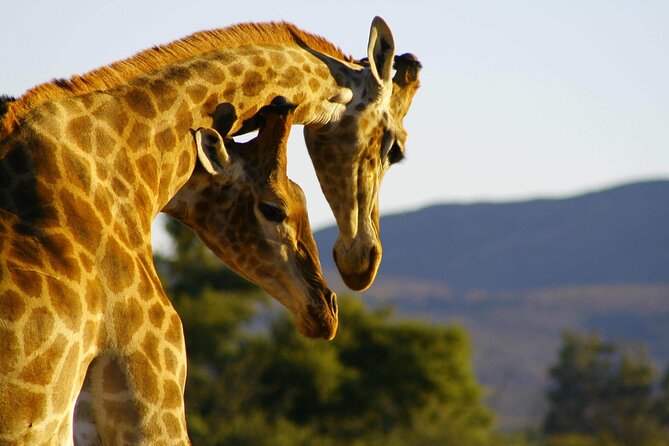 2 Day Inverdoorn Luxury Safari - Breakfast, checkout, and a final nature reset