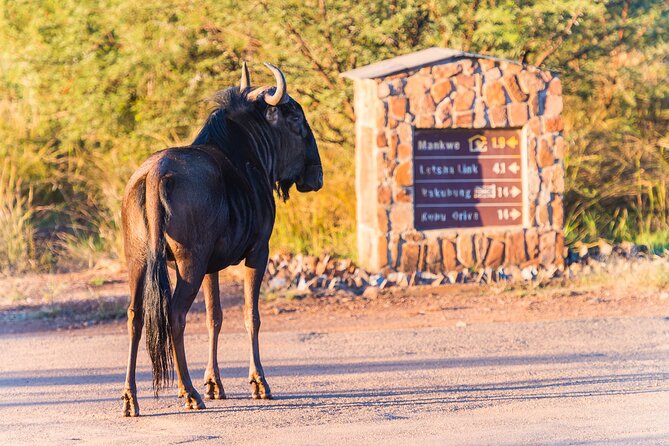 2 Day Pilanesberg Camping Safari - Day 2 early drive, breakfast back at camp, and optional on-foot time
