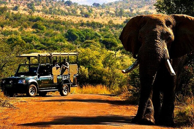 2 Day Pilanesberg national park Guided Tour - Key reasons this 2 day Pilanesberg tour works