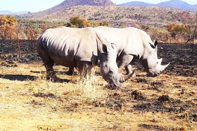 2 Day Pilanesberg national park Guided Tour - Two days inside Pilanesberg, without the big planning headache