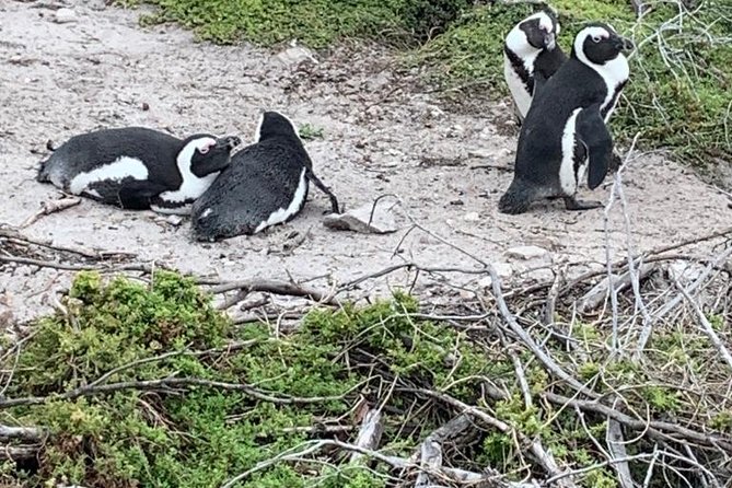 2 Day Safari Experience from Cape Town - Key highlights that matter on the ground