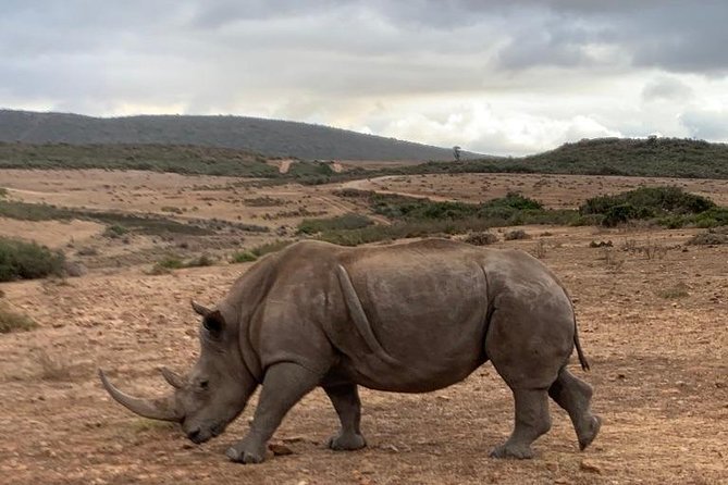 2 Day Safari Experience from Cape Town - Day 1 lodge life: dinner, sleep, and why it supports the safari
