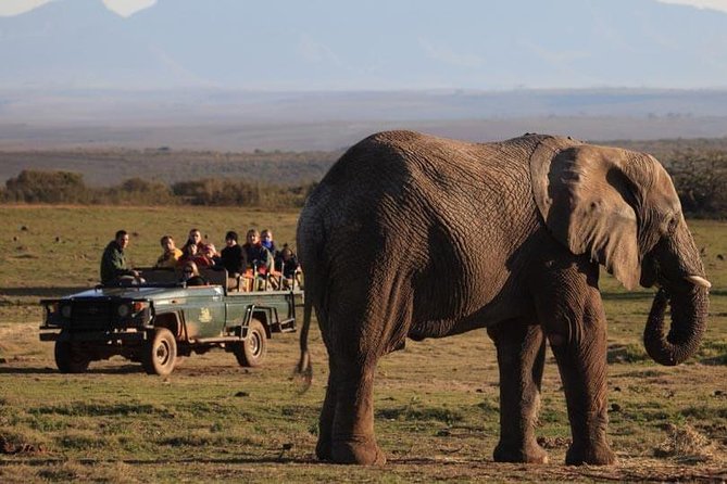 2 Day Safari Experience from Cape Town - Price and value: what you are really paying for