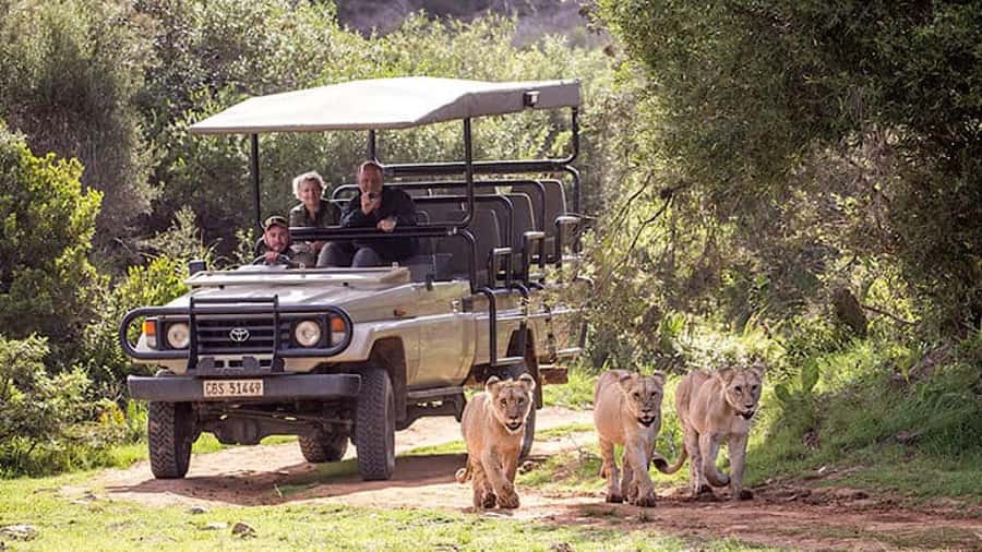 2 Day Small Group Cape Town: Garden Route Big 5 Safari Tour - Key highlights to circle before you go