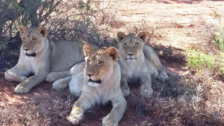 2 Day Small Group Cape Town: Garden Route Big 5 Safari Tour - Chandelier Game Lodge night: wildlife sounds, not just a bed