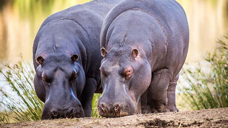 2 Day Small Group Cape Town: Garden Route Big 5 Safari Tour - Day 2 at Chandelier: giraffe encounter and ostrich tour on schedule