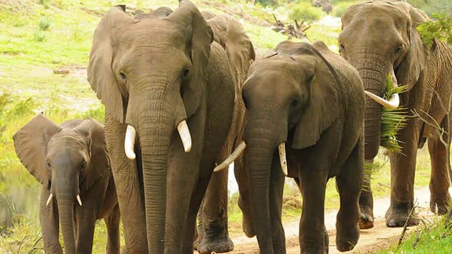 2 Day Small Group Cape Town: Garden Route Big 5 Safari Tour - Botlierskop Big 5 safari: three hours aimed at major sightings