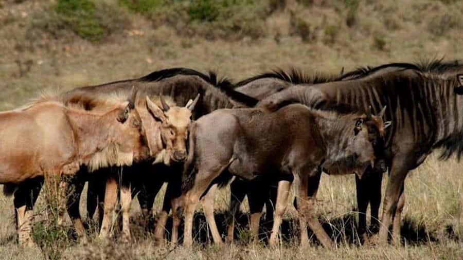 2 Day Small Group Cape Town: Garden Route Big 5 Safari Tour - The long return to Cape Town: plan for a full day, then sleep