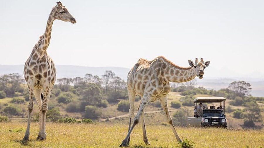 2 Day Small Group Cape Town: Garden Route Big 5 Safari Tour - Price and value: what $1,908 per person is really buying