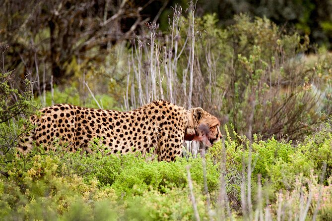 2 Day Small Group Garden Route Big 5 Safari Tour from Cape Town - Chandelier Morning: Giraffe Experience and Ostrich Tour