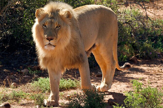 2 Day Small Group Garden Route Big 5 Safari Tour from Cape Town - Meals and What’s Actually Included (So You Can Plan Clothing and Cash)