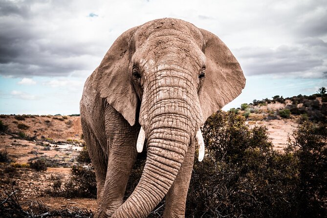 2 Day Small Group Garden Route Big 5 Safari Tour from Cape Town - Day 1 in Oudtshoorn: Cango Caves First, Then Buffelsdrift Wildlife