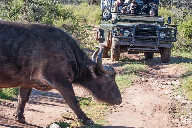 2 Day South African Wildlife Tour with 4x4 Safari from Cape Town - Cape Town To Klein Karoo: The Road Trip That Makes the Safari Possible